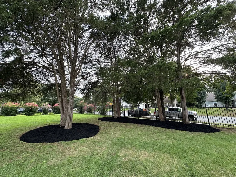 Fresh mulch rings around trees in a green lawn