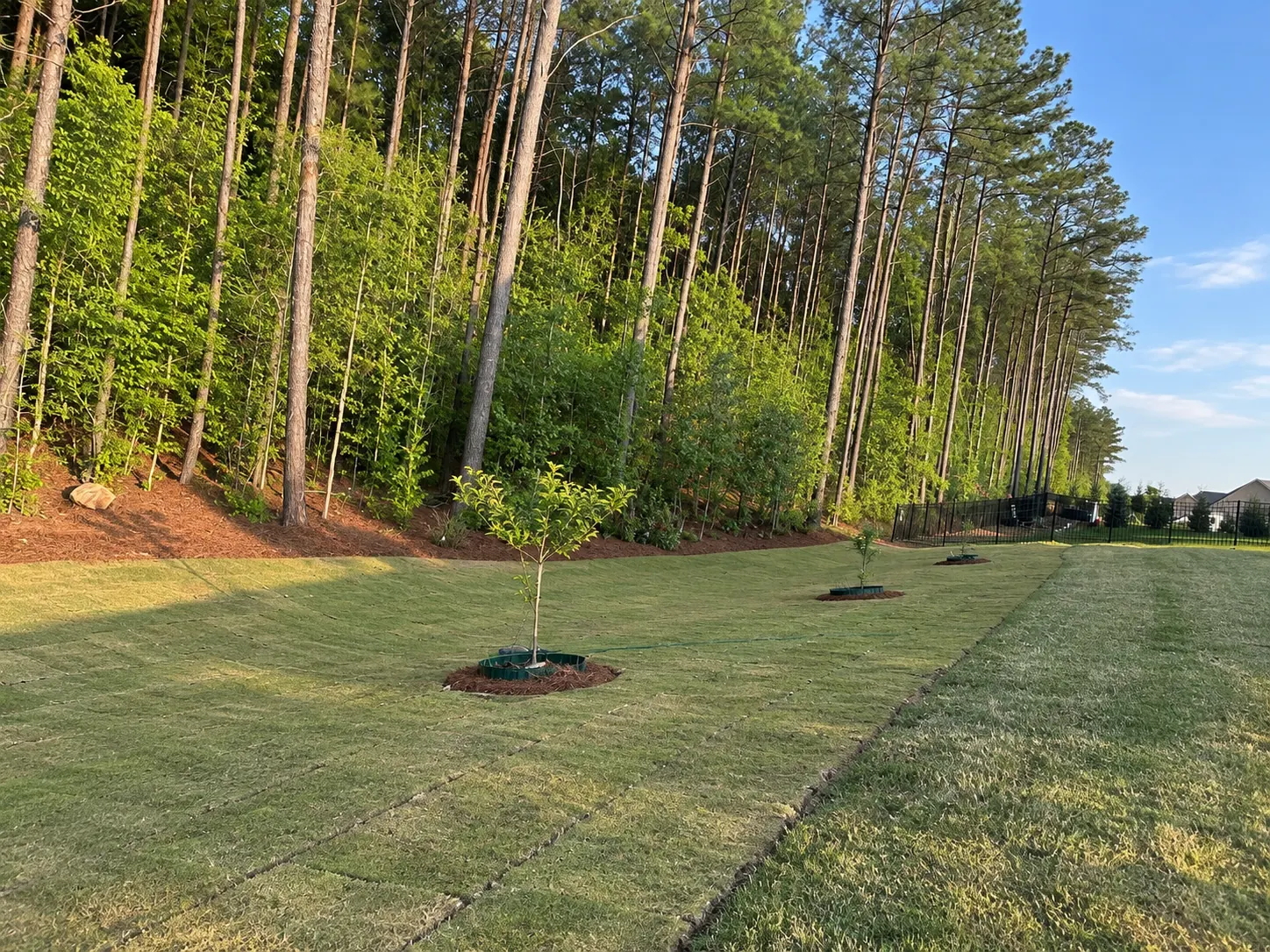 Newly laid sod and young trees with pine-straw on the slope beyond