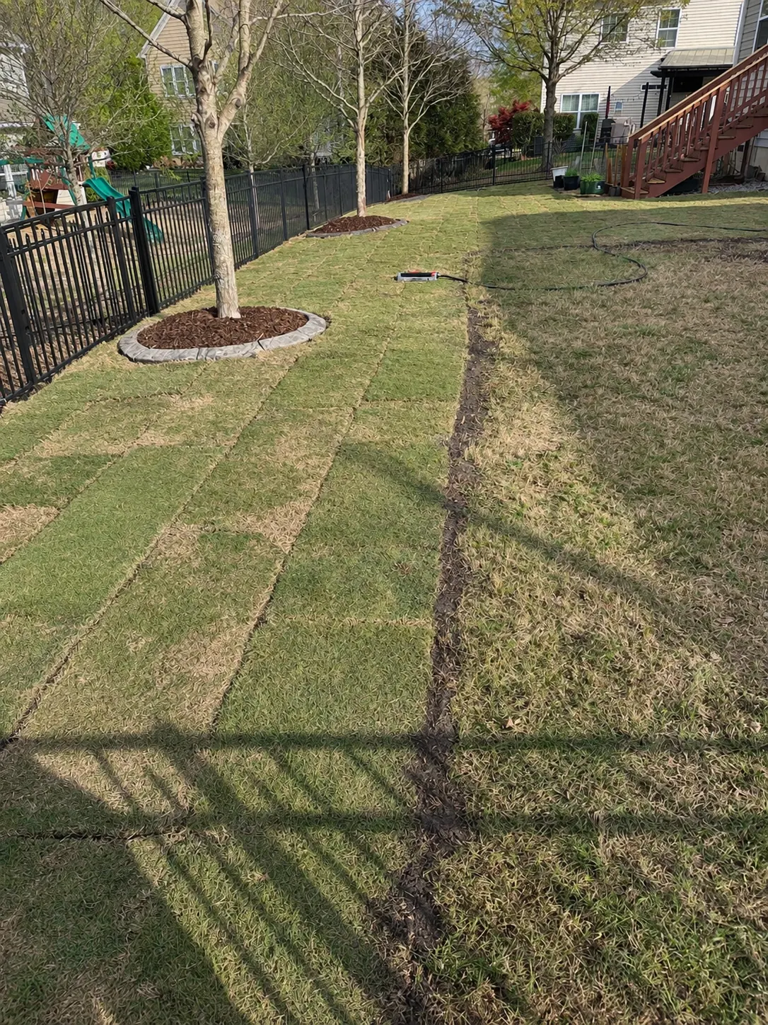New sod being laid next to the remaining old lawn, with mulched tree rings beyond