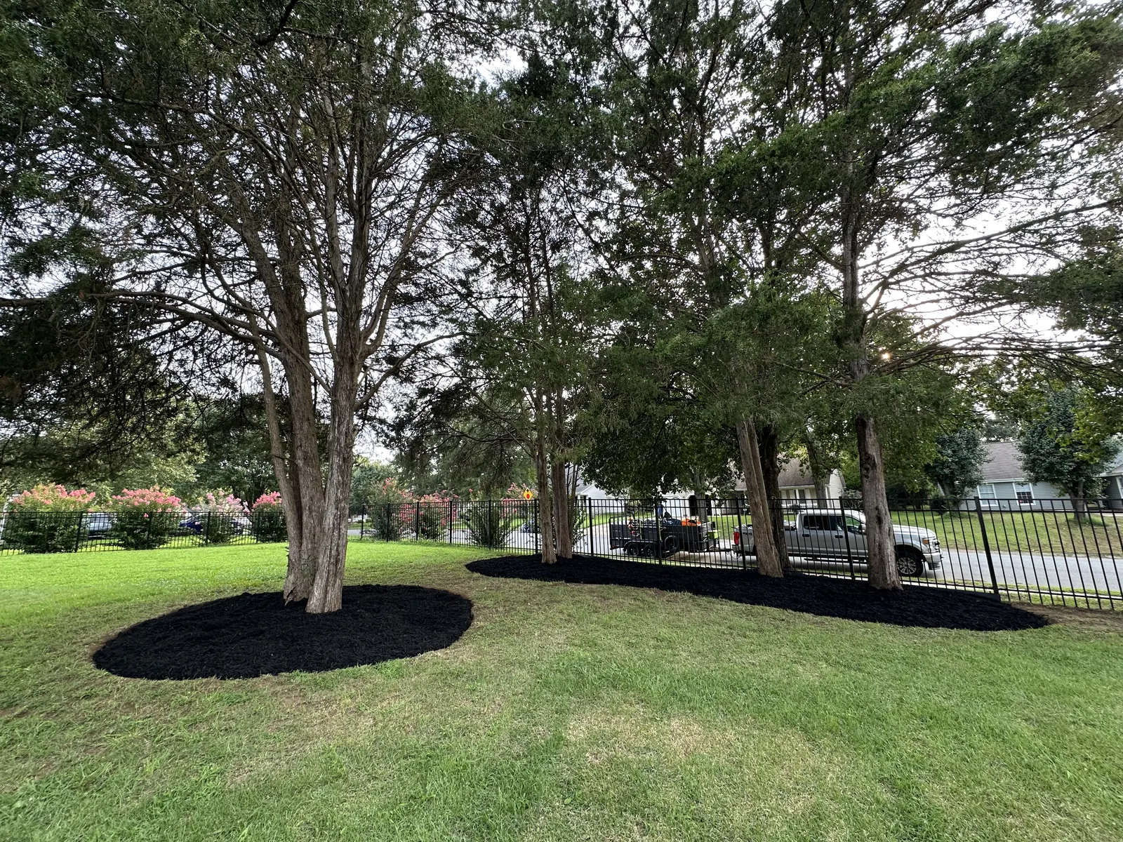 Fresh dark mulch rings around trees in a green lawn beside a black fence